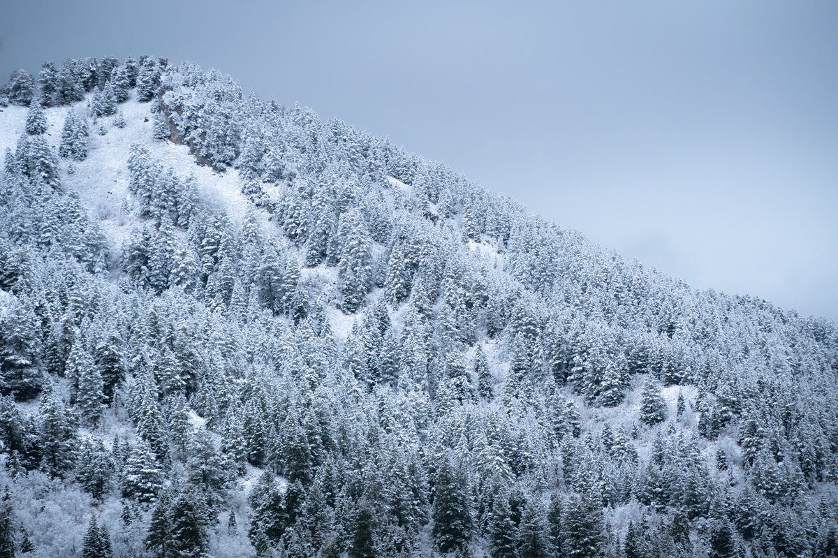 SnowbasinResort's tweet photo. Winter dusting ❄️ https://t.co/xRQWIXSPxb
