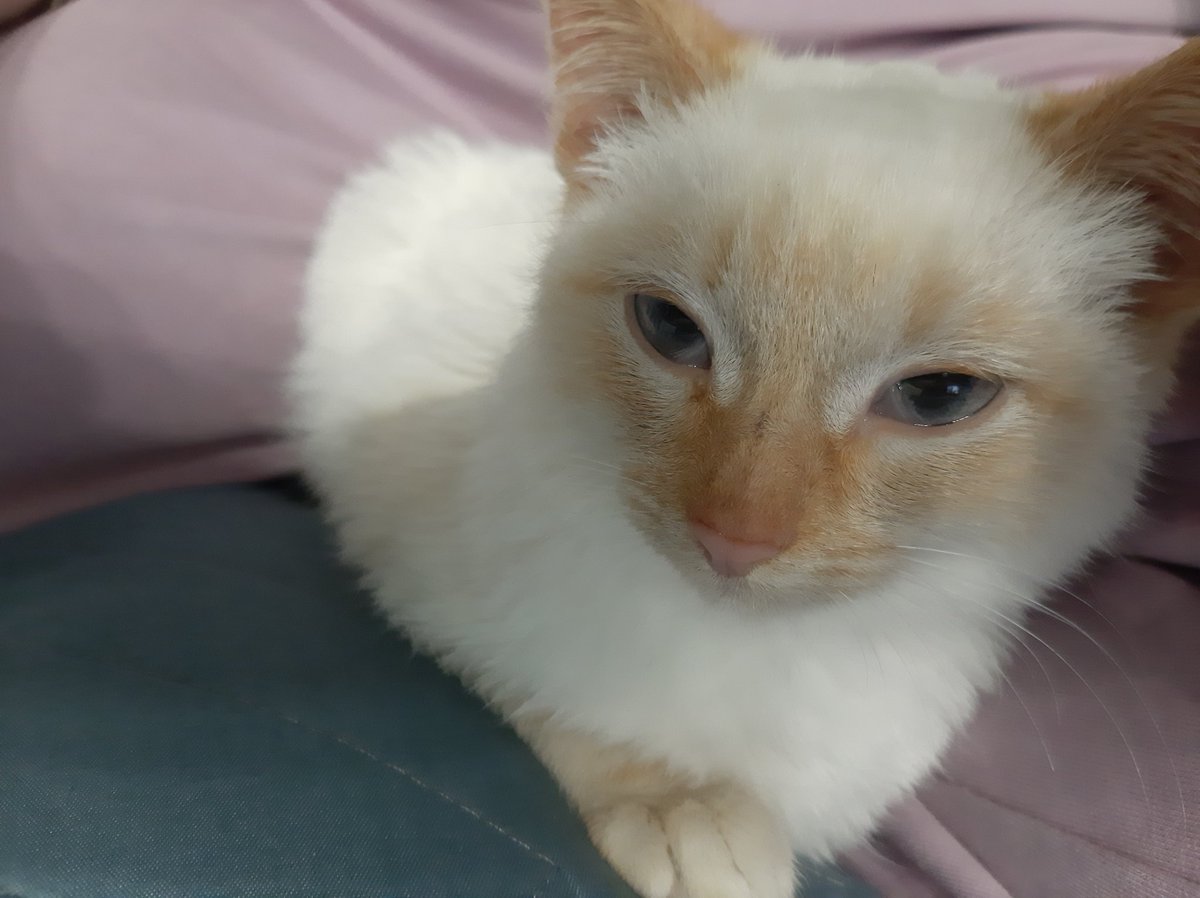 Короче, у нас дома собака, кошка и кот, но мы завели ещё одного кота, теперь мы все в котах, котов много не бывает 
И еще в другом доме у меня кошка, да у меня два дома😄