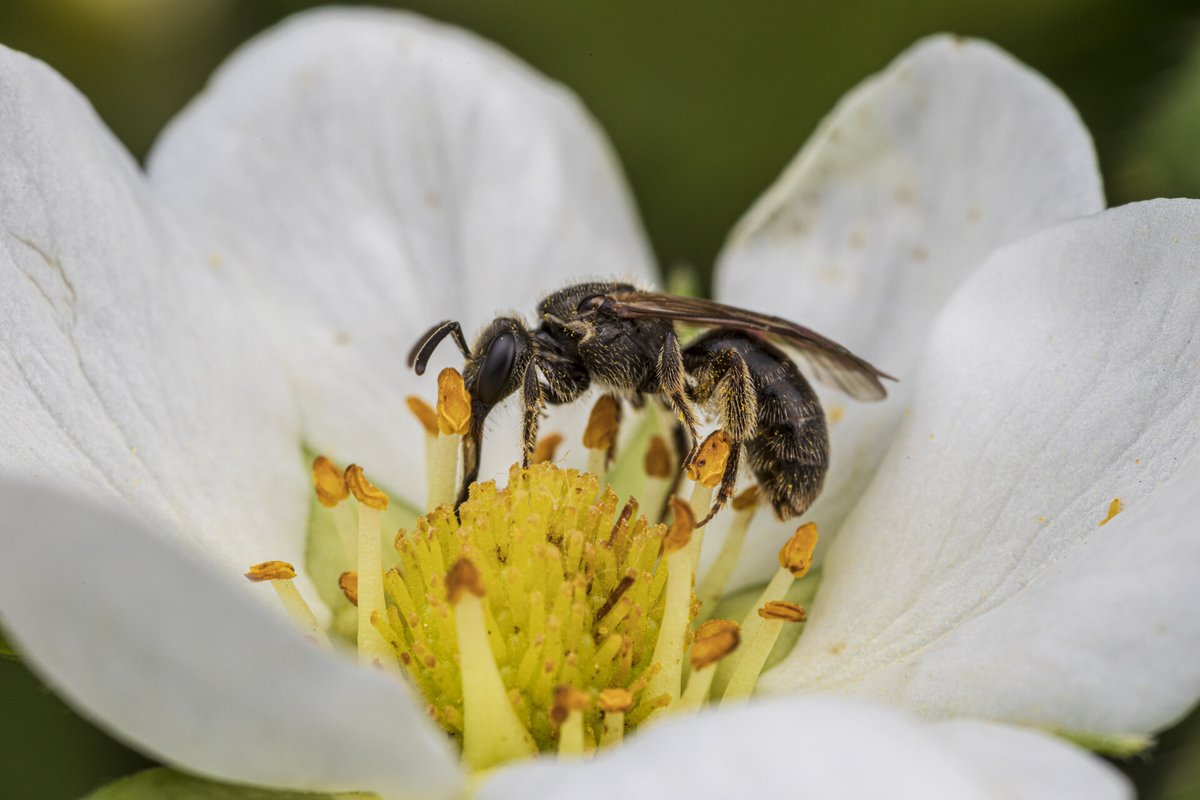 I am happy to share my first publication about strawberry productivity in urban agriculture and invite you to read my accompanying blog article featuring photos from the talented <a href="/joseph_ferraro/">joseph_ferraro</a>. #agroecology #urbanecology