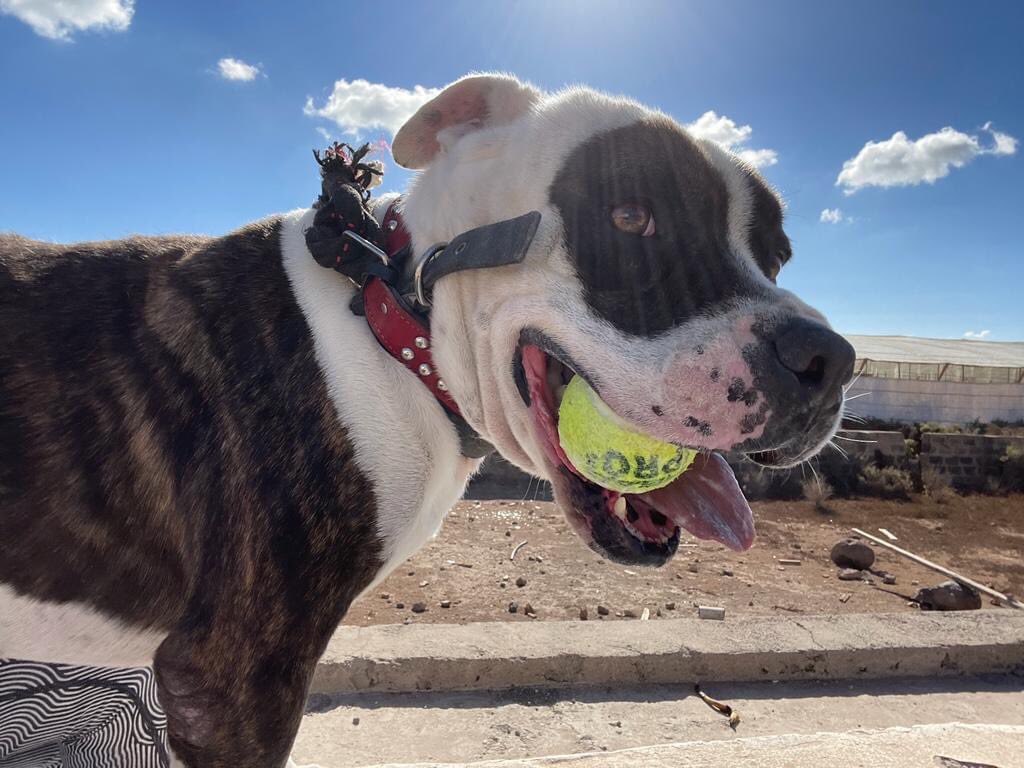 CETACES_Ingenio's tweet photo. Me recuerdan?? 🐾
Soy #Daylos, un Pitbull de toma y loma ☺️, sí soy grande, soy activo y me gusta la juerga😅
Me gusta jugar a las pelotas, me gusta nadar y estoy más que listo para irme a mi nuevo y definitivo hogar.
¿Te animas a conocerme? No te arrepentirás #adopta #acoge https://t.co/h7Ls3nIgBx