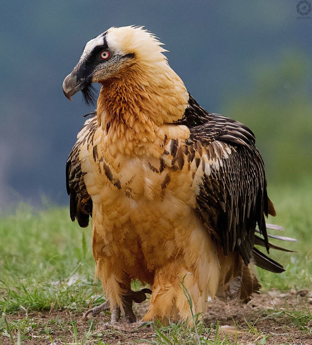 CimaNorte's tweet photo. China a chana y paso a paso, el #quebrantahuesos, símbolo pirenaico, se recupera 🌿

En la década de los 90' llegó prácticamente a la extinción pero ahora el Pirineo alberga la mayor población europea de la especie. 

// Imagen de Eduard Villar Lleonart

#Fotografía #Pirineo https://t.co/LnE5bNVhB7
