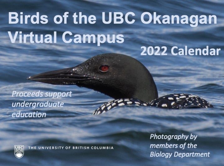 Ubc Calendar 2022 Fos Ubco On Twitter: "Birds And Insects Of The Ubc Okanagan Virtual Campus 2022  Calendars Are Now Available For $25 From The Ubc Okanagan Bookstore, Or  From The Department Of Biology Office.