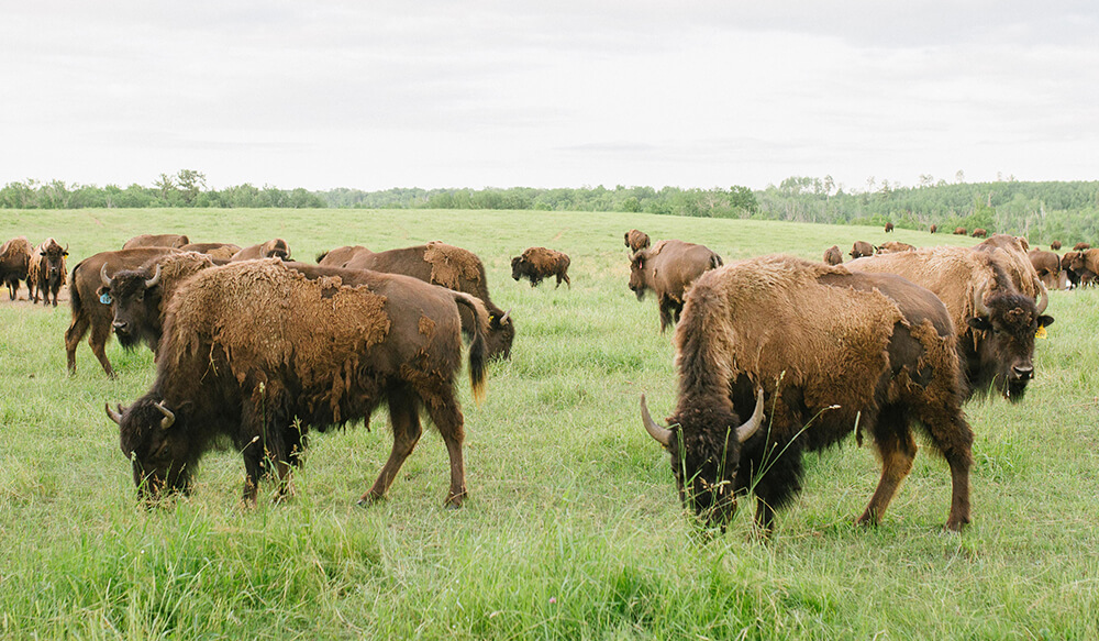 TheHonestBison's tweet photo. When a meat or food supplier says their product is better how do you as a consumer know for sure that it is? Third-party certifications are a good place to start. Check out our recent post for more info on our certifications: https://t.co/qMitZUq4hx #landtomarket #GAPcertified https://t.co/QYcSmpJz1V