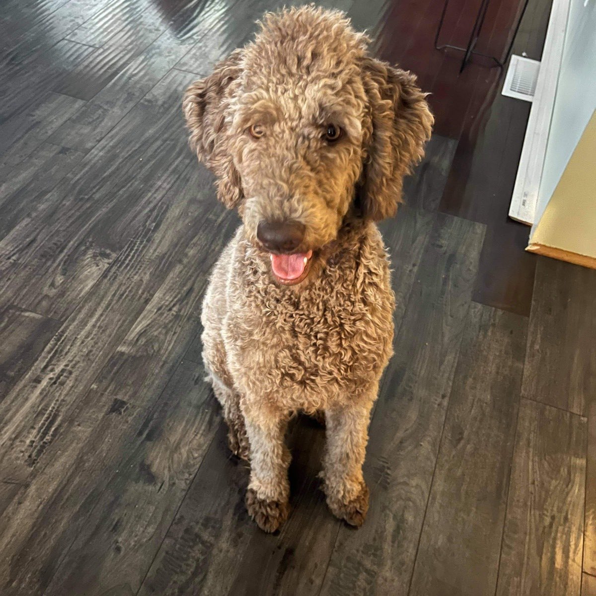 Jessijeanl's tweet photo. 3 more sleeps Bebe and you’ll be home with your new family! We are soooo excited, especially Mom!  #standardpoodle #standardpoodlelove #ihavestandards #cafeaulait #bebeboy https://t.co/hbjaiww9sm
