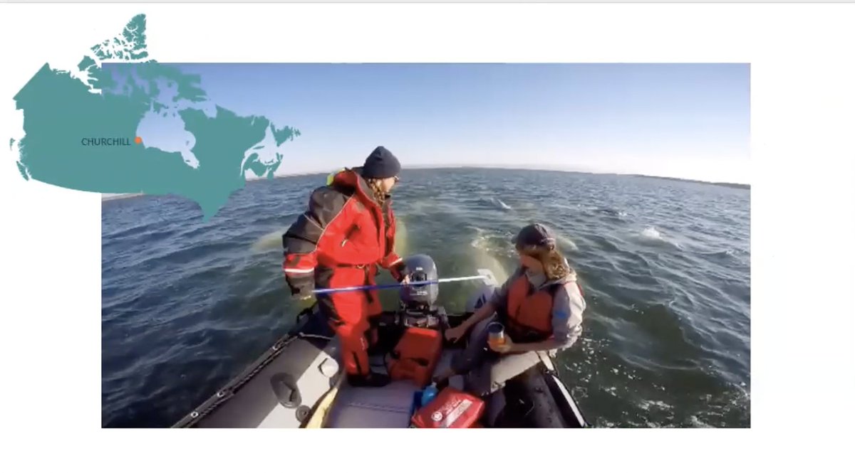 cpawsmb's tweet photo. Can we measure the stress of beluga whales using their snot? That’s what #SnotForScience aims to find out. In this webinar, @justinehud discusses what she learned from studying belugas in Western Hudson Bay.
Watch now: https://t.co/y1X6EHwqM2 https://t.co/awuK19xJMc