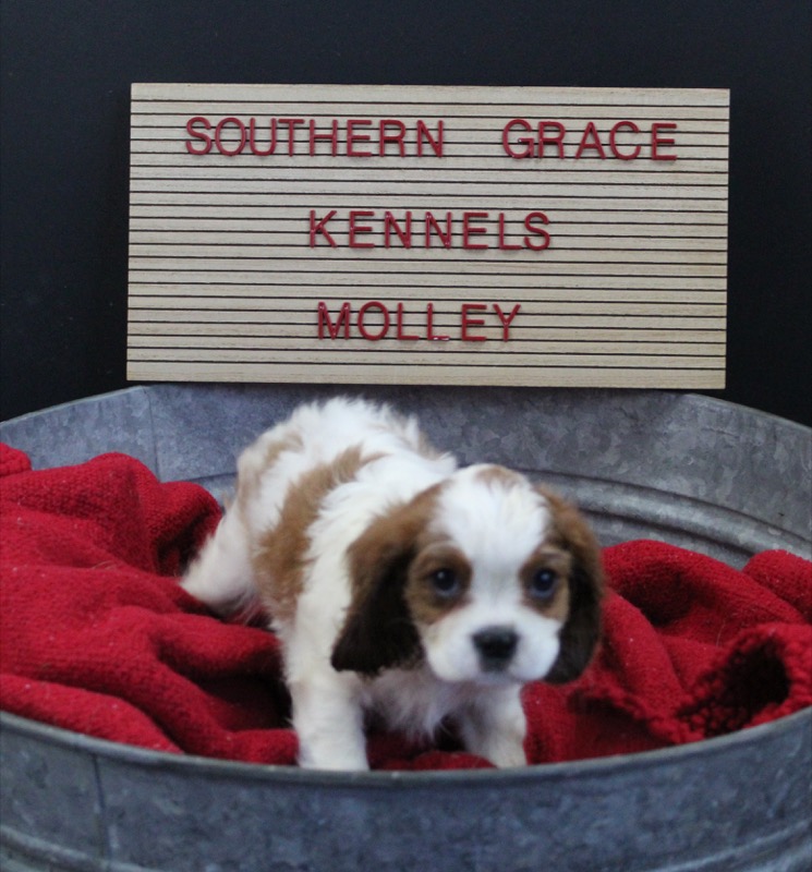 grace kennels
