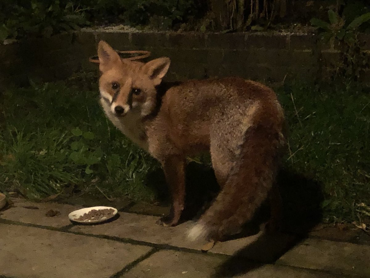 VeryOwnStudio's tweet image. One of Brighton and Hove’s many urban foxes.