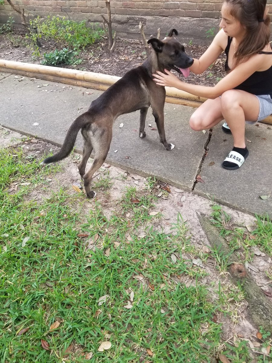 My super caring teenage neighbor found this poor malnourished baby girl.
Through lots of networking we were able to find her an adopter in Florida. She will receive treatment before transported to Florida! 
🐶❤🐶
<a href="/dariaanne/">Daria Anne</a>