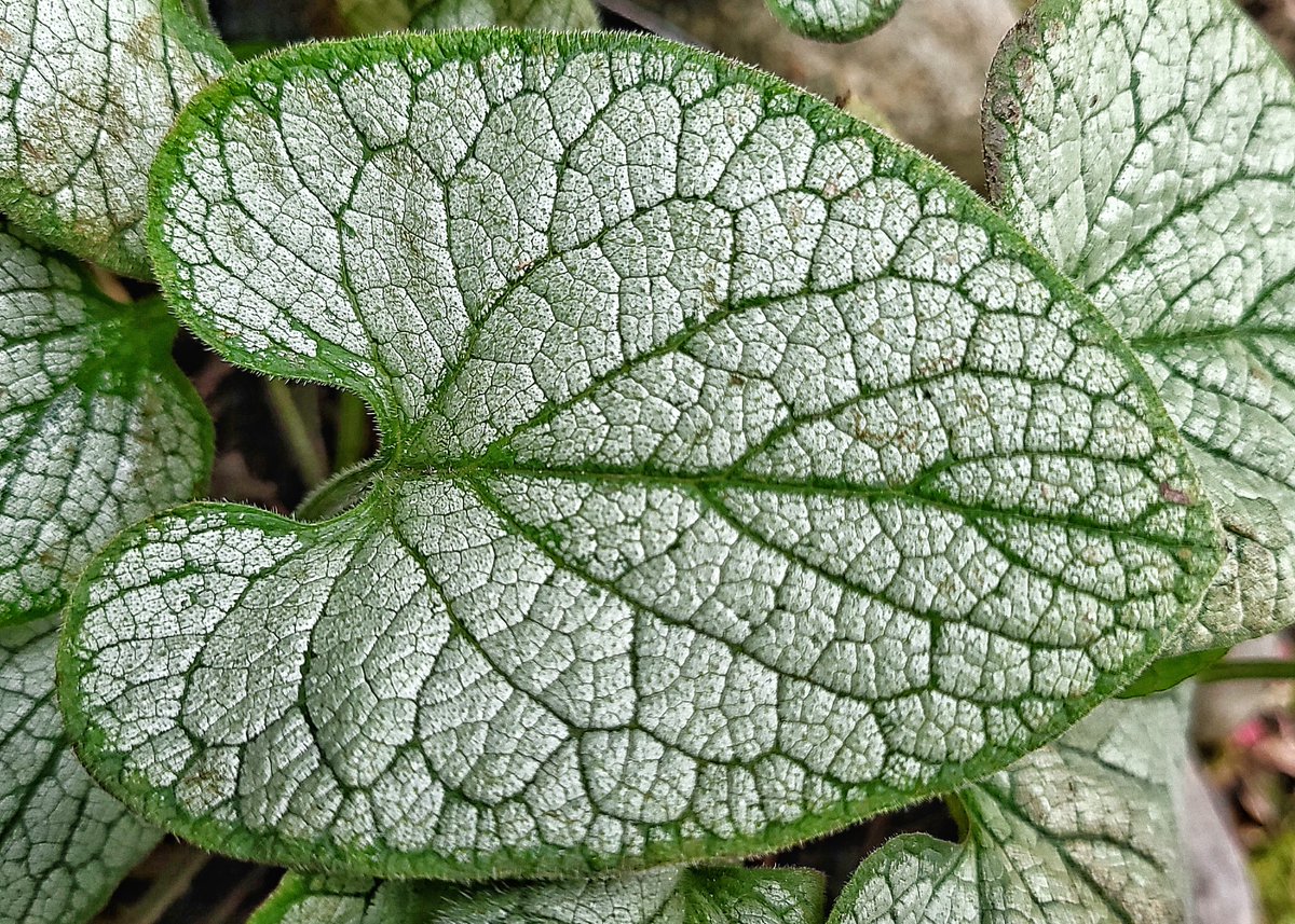 The brunnera leaves are stunning this time of year. They really stand out in the garden with white and green. #FallPerennials #FallLeaves #PerennialPlants #LovelyEarthSociety