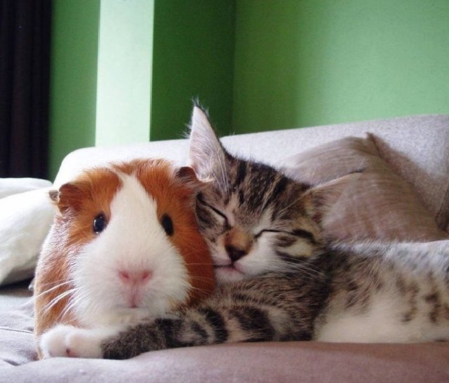Todo Dia Gatinhos 🐾 tweet media