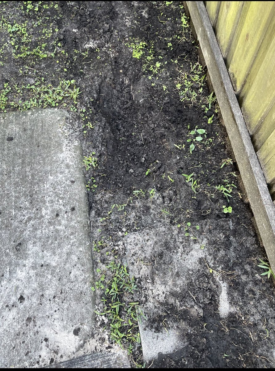 RBurger365's tweet photo. If you leave your Husky unsupervised in the yard, this is the result in less that two minutes π€£#husky #huskylife #dogsdigging #huskydig #diggingtochina #dogs #dogsoftwitter https://t.co/txQsjQWigR