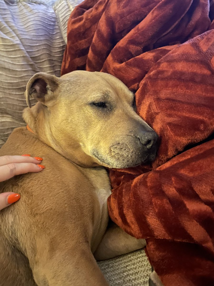 Day 3 in my new home. So snuggly in my mams new blanket. What else are blankets for if not sharing? 🥰🏡🐕 #newhome #newblanket #cosydog #dogsoftwitter #dogs #sleepydog
