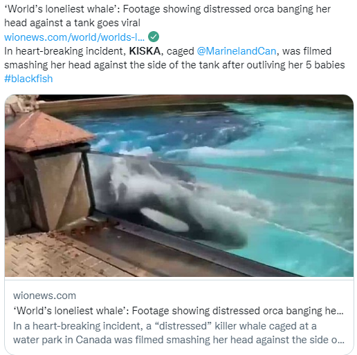 OrcaSOS's tweet photo. #expediachat Let's talk #destinations. DYK that u could make a huge difference w #NoTanksExpedia? Imagine public's goodwill if u support instead initiatives like @Whale_Sanctuary being built in #PortHilford #NS.
@ExpediaGroup @Expedia  Be the difference for KISKA @MarinelandCan🔄 https://t.co/JLElIvLvZ8