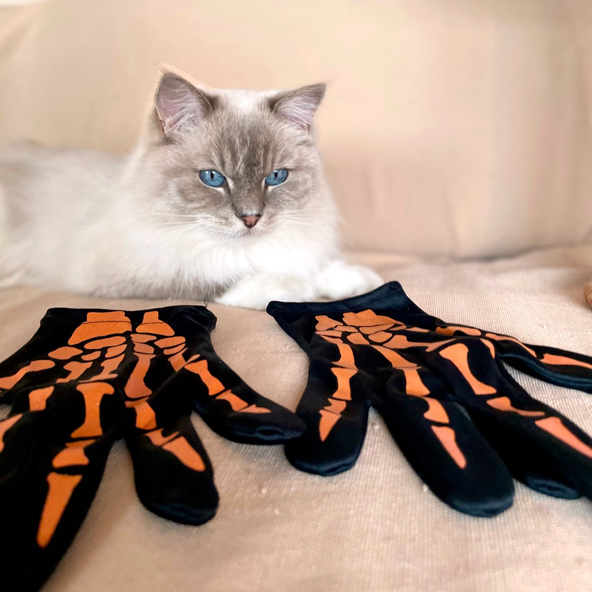 mandalatherag's tweet photo. ▫️ Am I  supposed to became a new variety of Ragdoll Mitted  ?  …  😼🤍

…  always ready for Halloween vibes ! 😹🤍

#catsofinstagram #positivevibes #cats #CatsOfTwitter #halloween2021 #Halloween #scary #spooky #ragdoll #mitted https://t.co/3uho1vyNtd