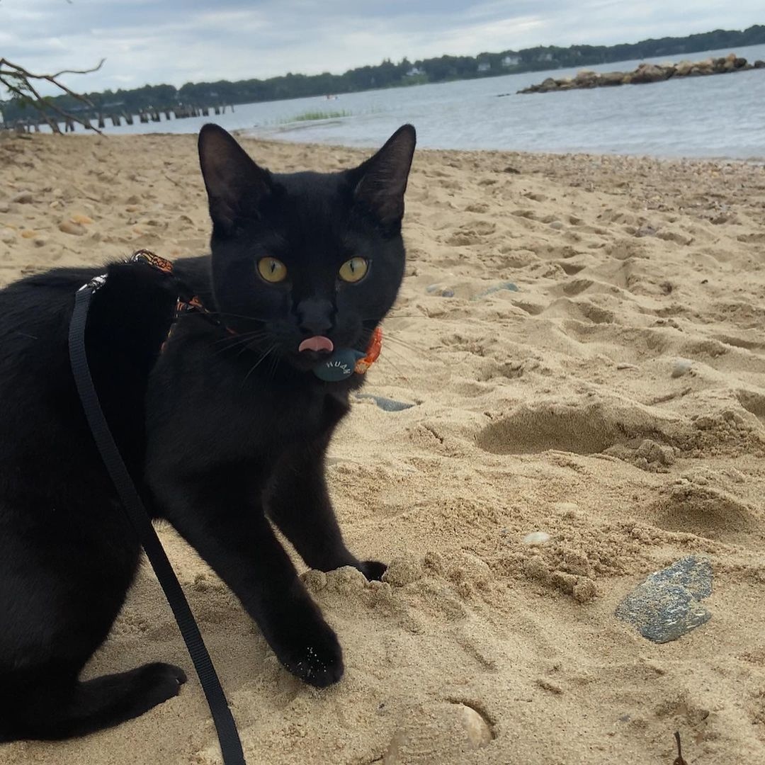 Hitting the beach for #NationalBlackCatDay 🖤