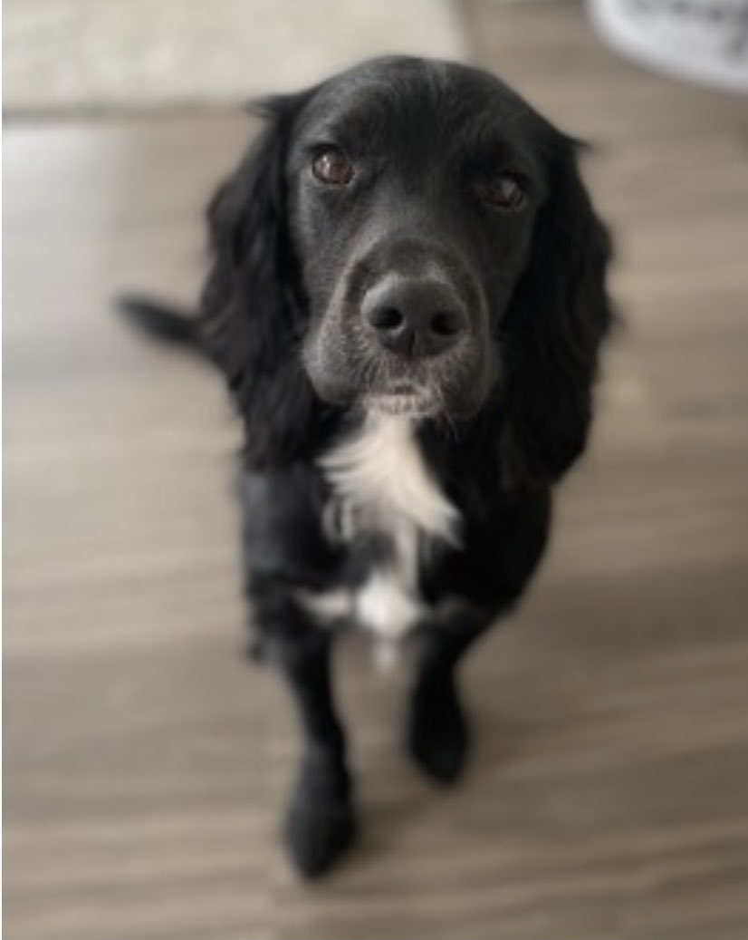 spaniel alert tweet media