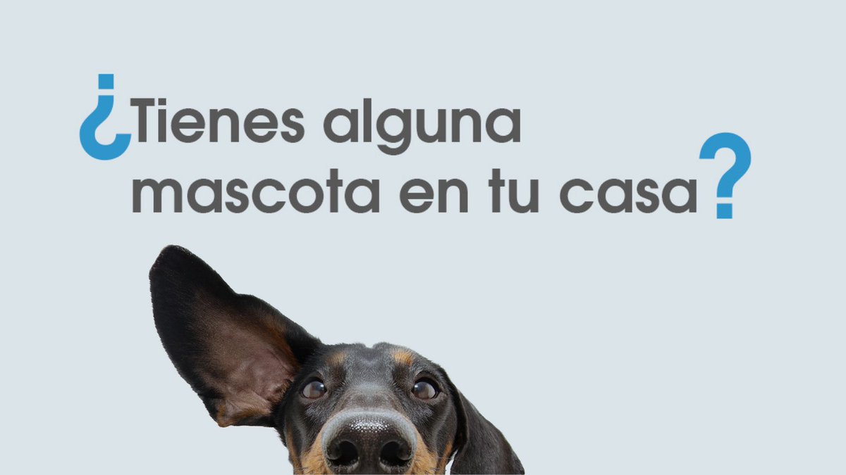PURIFICO1's tweet photo. 🐶 ¿Sabías que las mascotas van mudando pequeños trozos de piel cada día? Esta “caspa” puede causar #ReaccionesAlérgicas. 

Como evitarlo 👉 ¡Con un #PurificadorDeAire! Así el ambiente se va a ir limpiando para que estas pequeñas partículas no te supongan ningún problema. https://t.co/rFrmTV14Rd