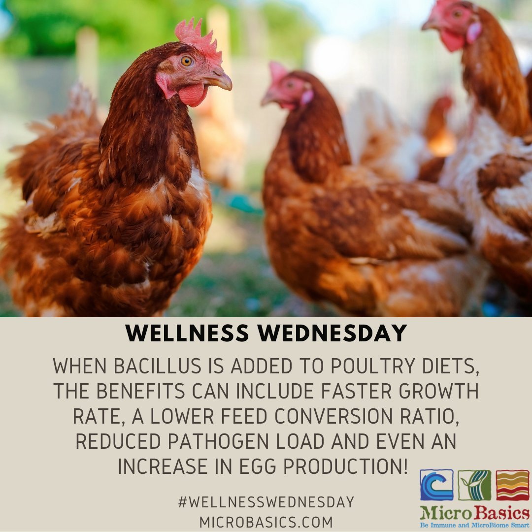 MicroBasics's tweet image. Wellness Wednesday: Bacillus subtilis in Poultry Diets

#WellnessWednesday #eggs #microbasics #immunity #microbiome #natural #solutions #feedgooddogood #guthealth #converge #dairy #beef #poultry #aquaculture #chickens #calves #sheep #goats #pigs #health #gobacktobasics #wellness