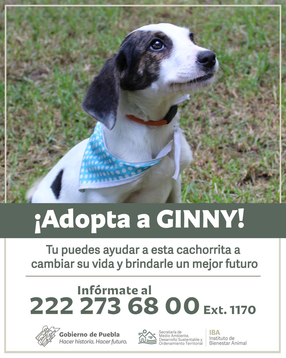 Instituto de Bienestar Animal PUE tweet media