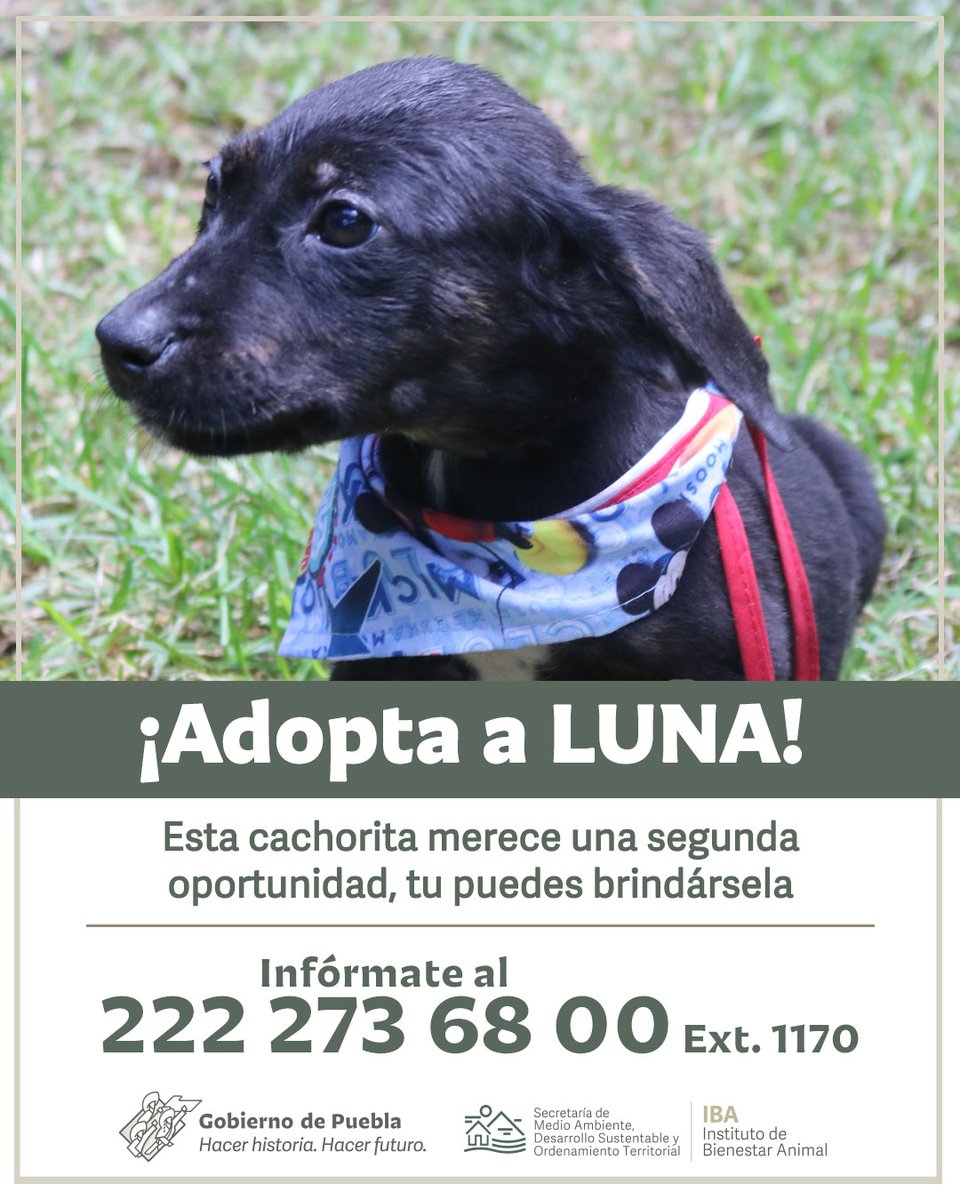 Instituto de Bienestar Animal PUE tweet media