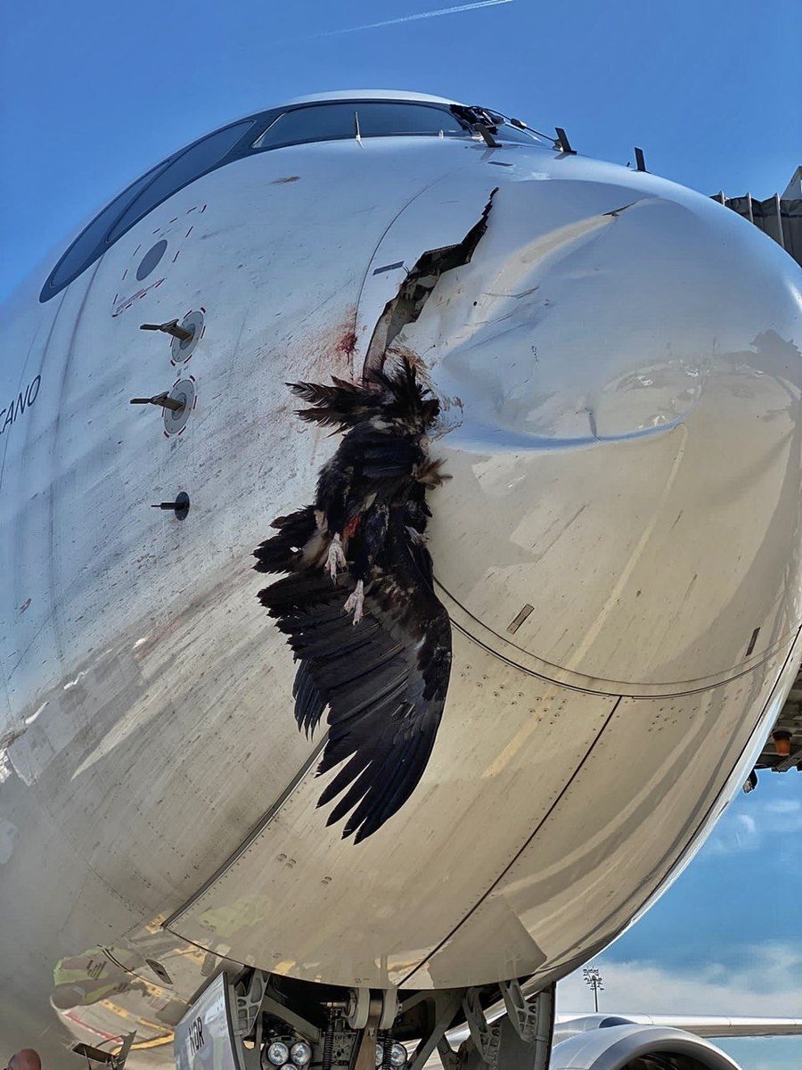 AirportWebcams's tweet photo. PHOTO: Iberia Airbus A350-900 EC-NDR suffered a birdstrike on final approach to Madrid's Runway 32L today, while operating #IB6586 from Bogota. The flight landed safely. The black vulture didn't.

Photo: @controladores https://t.co/eU51hLolSv