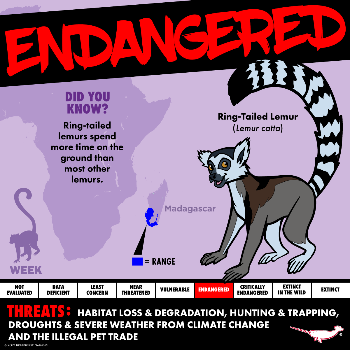 PepomintNarwhal's tweet photo. #Endangered #RingTailedLemur
#LemurWeek
2022 Animal Calendar on Etsy https://t.co/48budCETnr
Shop #PeppermintNarwhal
Redbubble https://t.co/ISRfrTWwVu
TeePublic https://t.co/yNi4J9Tz7I
Zazzle https://t.co/NFmJJTiOHM
YouTube https://t.co/uKbf9WHgqP
#endangeredspecies #Lemur https://t.co/UsO9lFrc32
