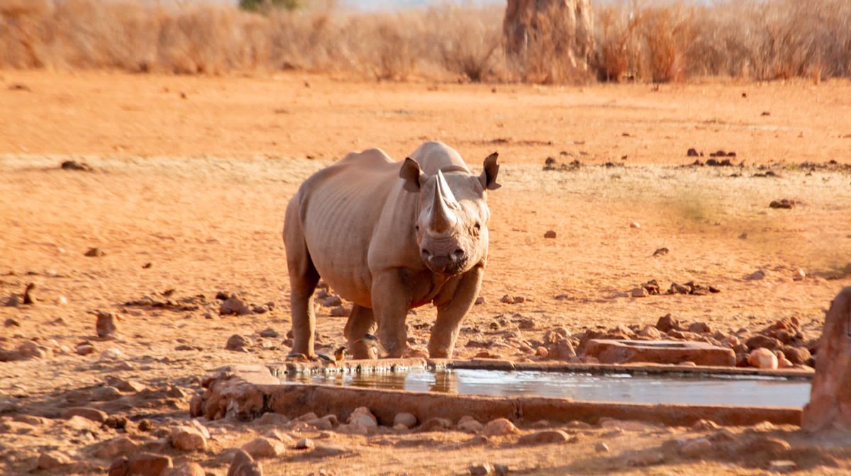 KilimaTravels's tweet photo. Black or White?.
Did you know:
Rhinos horns are made of Keratin, just like your hair and finger nails!😊
A group of rhinos is called a "crash"
#Wildlifelovers 
#tsavowest 
#kilimakenyatravels 
#whyilovekenya https://t.co/AIL6BBel1p