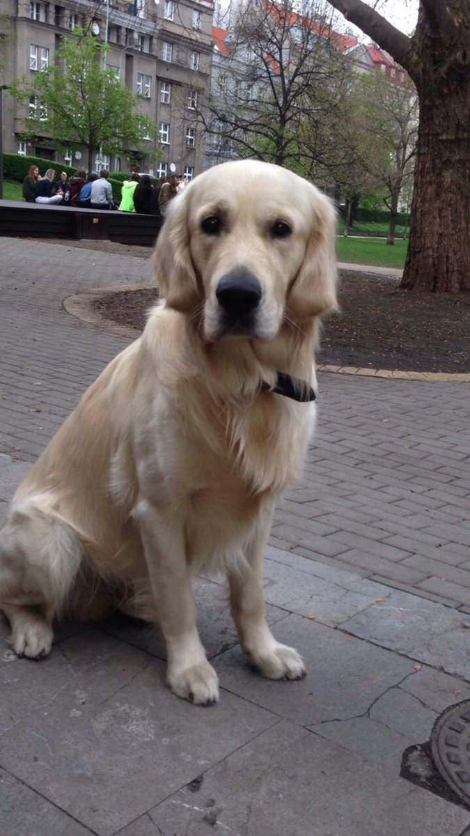 UrDSU's tweet photo. @GoldretrieverUS #Dogs #Cuteangles https://t.co/Xido0AwBqG