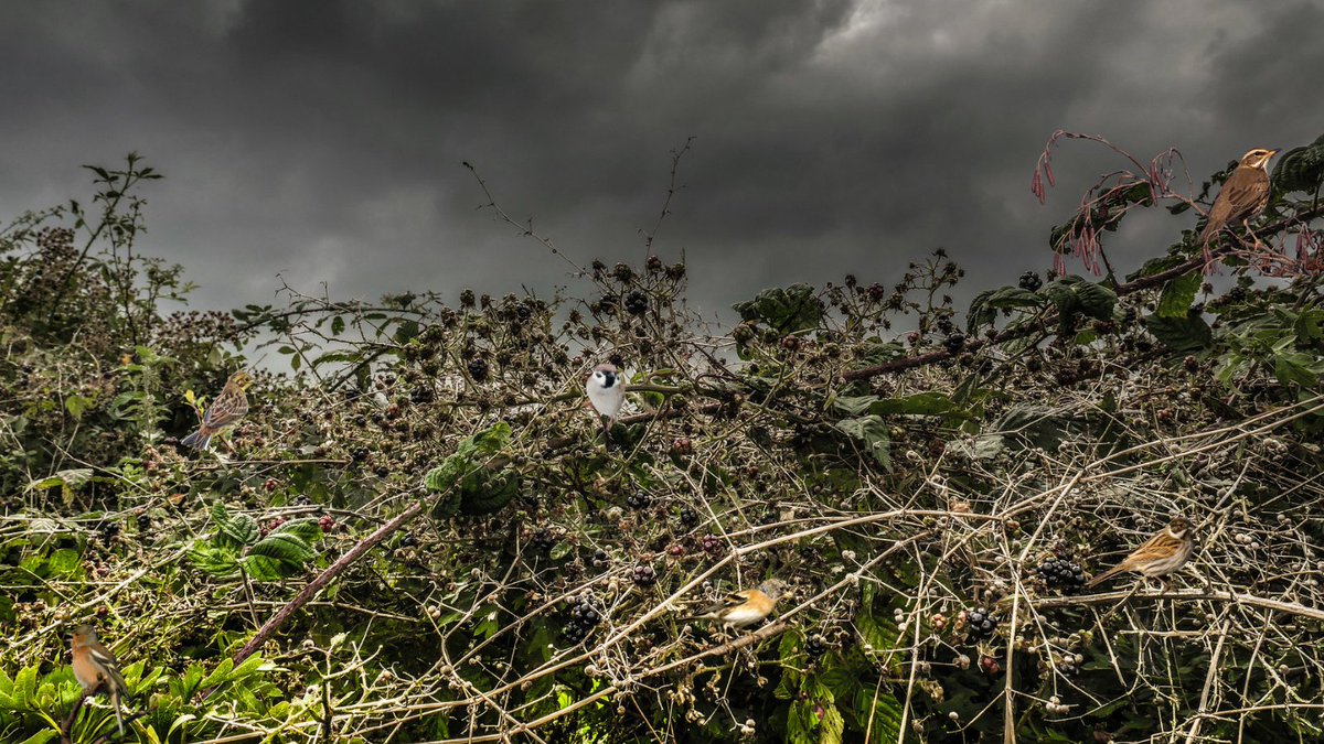 Hedgerows are a brilliant source of food and shelter for a wide range of birds, which can be tricky to see in the tangle of twigs and branches. Which 6 species can you find in this all-natural, totally un-doctored photo of an autumn hedgerow and its many inhabitants? #AutumnWatch