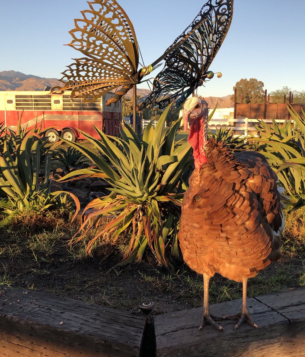 GloriousAllianc's tweet photo. Roscoe wouldn’t let K pass unless she took a photo of him. Ok then. #turkeyportrait https://t.co/1f3mG3M3EX