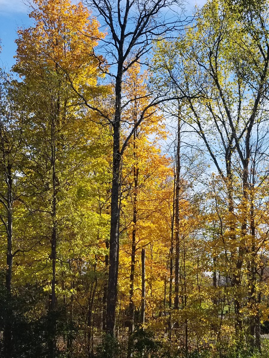 OPSYouthSection's tweet photo. If you have a chance today take a few minutes to step outside and enjoy the warmth, sunshine and beautiful colours nature has sent our way. Few days like this left before winter arrives! #timeforwellness #takeaminute #autumncolours https://t.co/5k4J9X7hu1