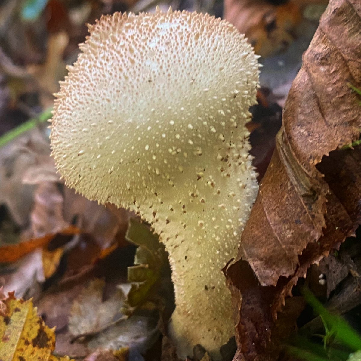 MichpicturesG's tweet photo. #mushrooms #Mushroom #champignon #nature #NaturePhotography #naturelovers #NatureBeauty #wildlifephotography #wildlife #natureza #foret #FOREST #floresta https://t.co/6PjnDcP1OA