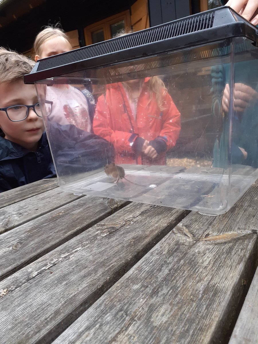 JimDay22857614's tweet photo. Another great #BlashfordLakes #WildDayOut once more blessed with good weather, lovely children, fabulous volunteers & adorable wildlife (bank voles & wood mice) in the Longworths. https://t.co/K0SgSN1VaB