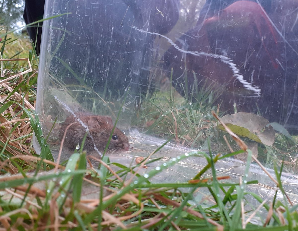 JimDay22857614's tweet photo. Another great #BlashfordLakes #WildDayOut once more blessed with good weather, lovely children, fabulous volunteers & adorable wildlife (bank voles & wood mice) in the Longworths. https://t.co/K0SgSN1VaB