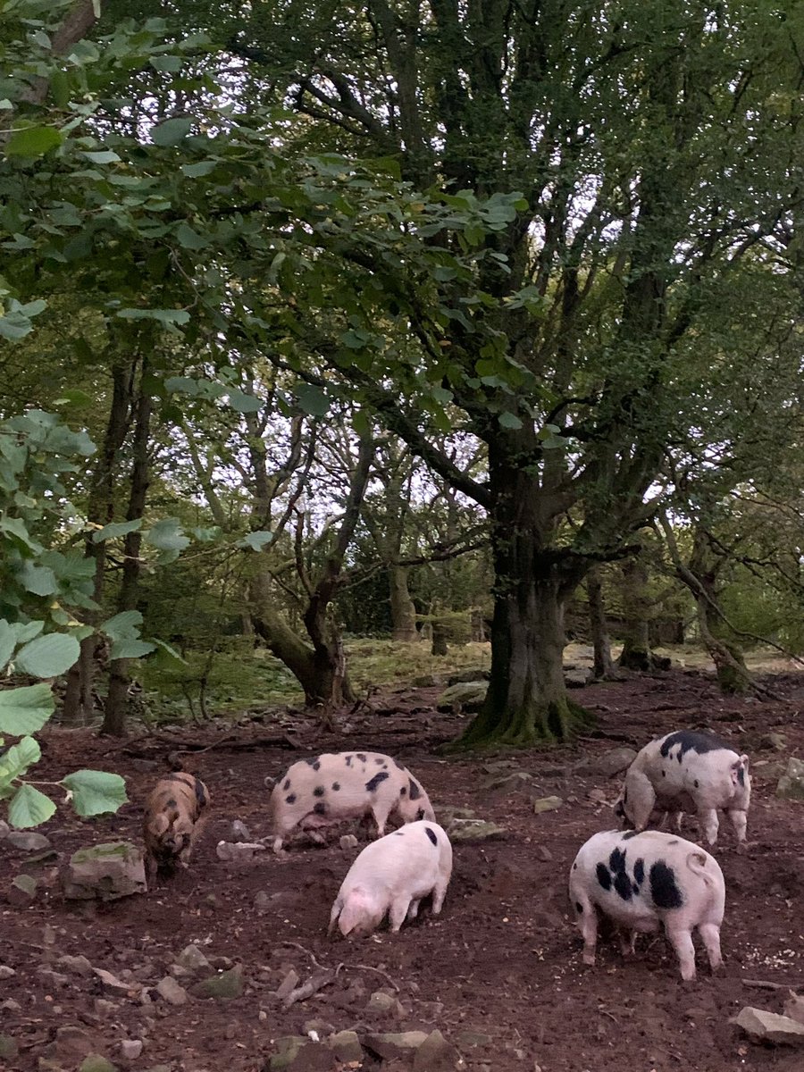 Woodland pigs. Snouts down, bums up, dinner underway 🐽🐽🐽🐽🐽