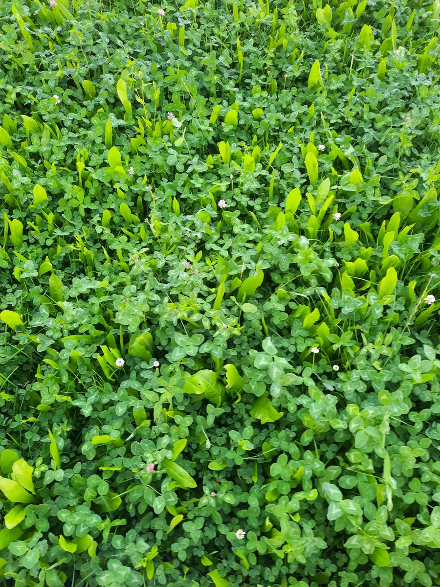 Jonny_H2018's tweet photo. 🌱📸 Grass through a lens 
#igafbdstudent #irishtexel #multispeciesswards @fbd_ie @IrishGrassland https://t.co/s6piE0R2bA
