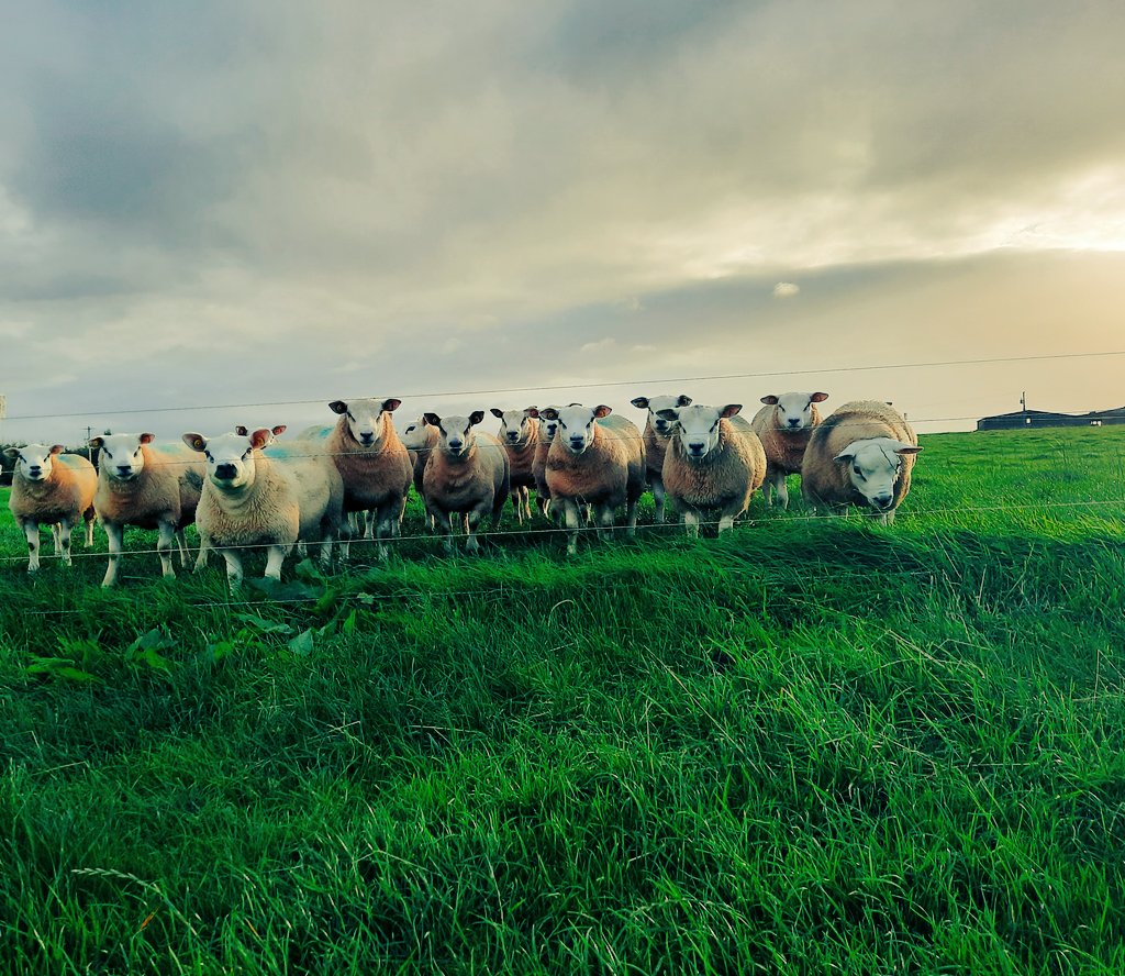 Jonny_H2018's tweet photo. 🌱📸 Grass through a lens 
#igafbdstudent #irishtexel #multispeciesswards @fbd_ie @IrishGrassland https://t.co/s6piE0R2bA