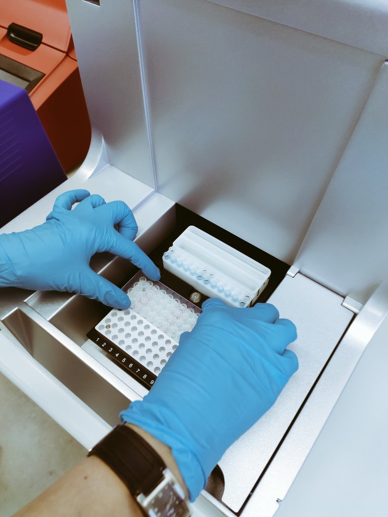 Sofi_Capasso's tweet photo. Doing some research in Germany now 🇩🇪 looking for haemosporidians parasites in non-breading Common Terns from Punta Rasa, Argentina 🇦🇷✌🏽 Learning about molecular techniques, with very good preliminary results🤓
@jlugiessen @DAAD_Germany @ArgentinaDaad @WiParasitology https://t.co/jWwOVSFmGN