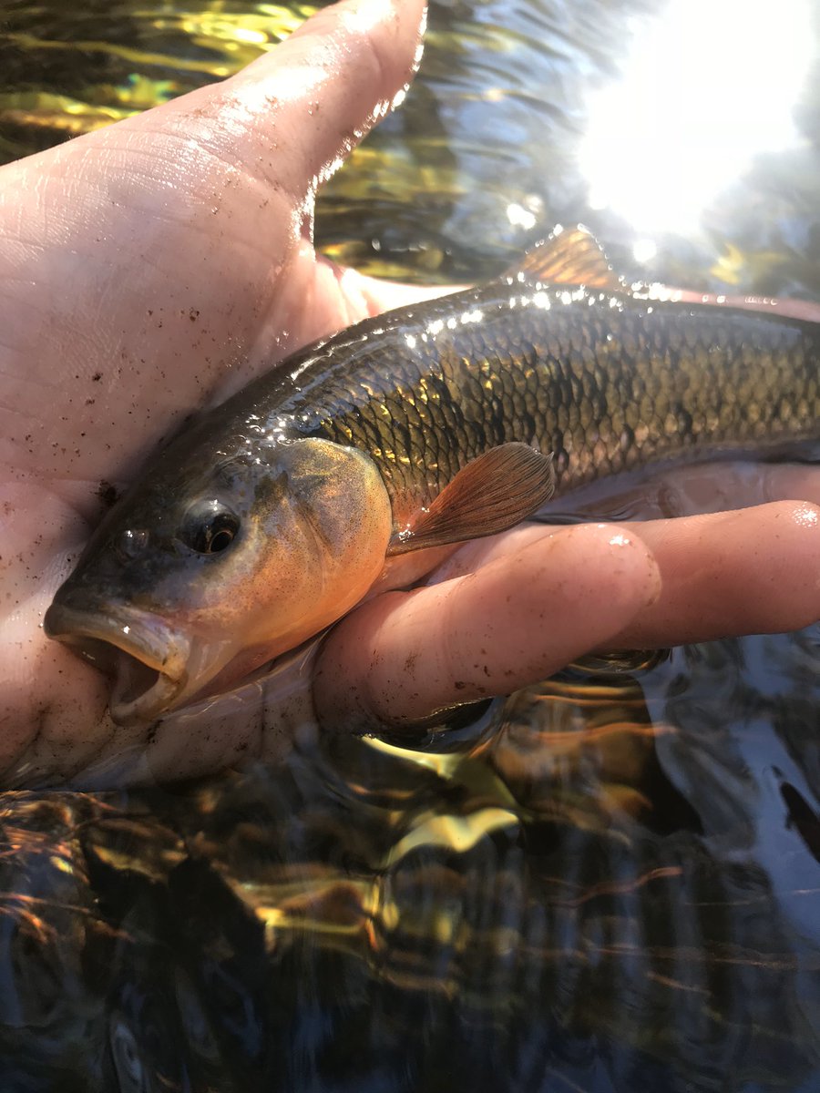 fstonefishes's tweet photo. @BruceShark5 @Squidpastry these fish are works of art, to me at least.  one of the most photogenic species. https://t.co/UcOzYeThkd