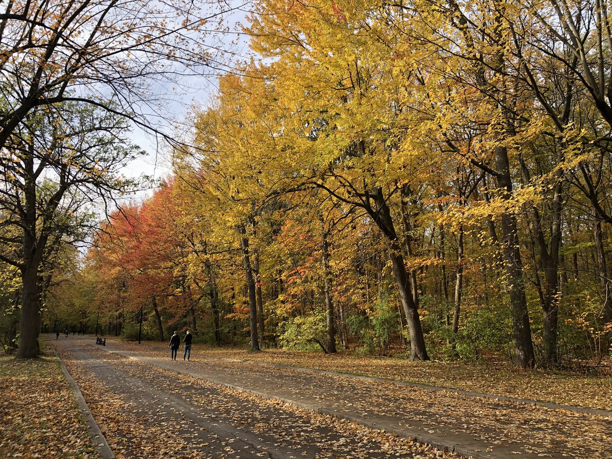 CL_opez's tweet photo. Needed a walk to clear my mind. Glad that Angrignon park is having a Fall moment right now. #mtlfall https://t.co/UKteTLewFw
