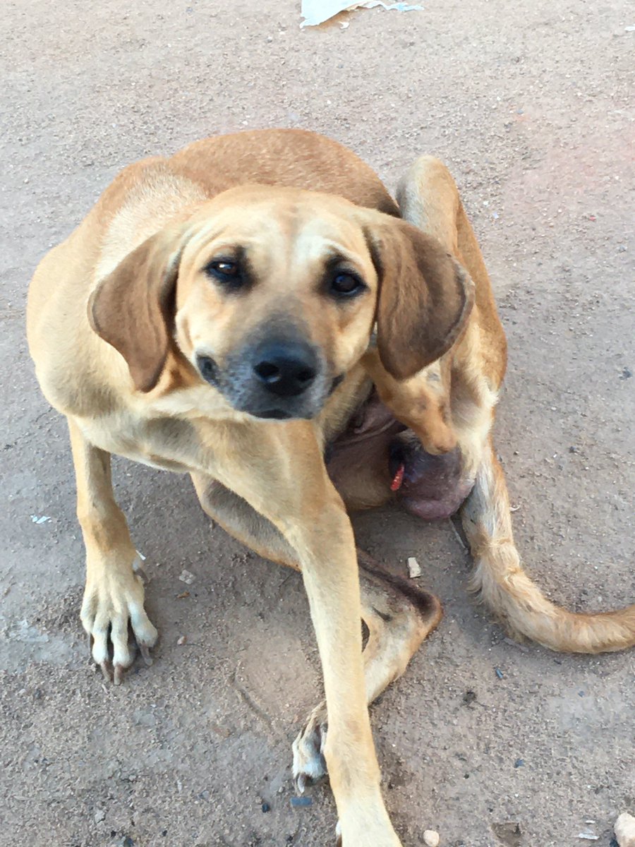 miauajudarl's tweet image. GENTE POR FAVOR ME AJUDEM 😭😭 

Essa cachorrinha voltou pra cá, alimentei ela e consegui ver melhor e tirar foto dos machucados dela. Ela tá com um machucado aberto, sangrando. Eu preciso de ajuda pra poder levar ela num veterinário, por favor, qualquer quantia vai ajudar