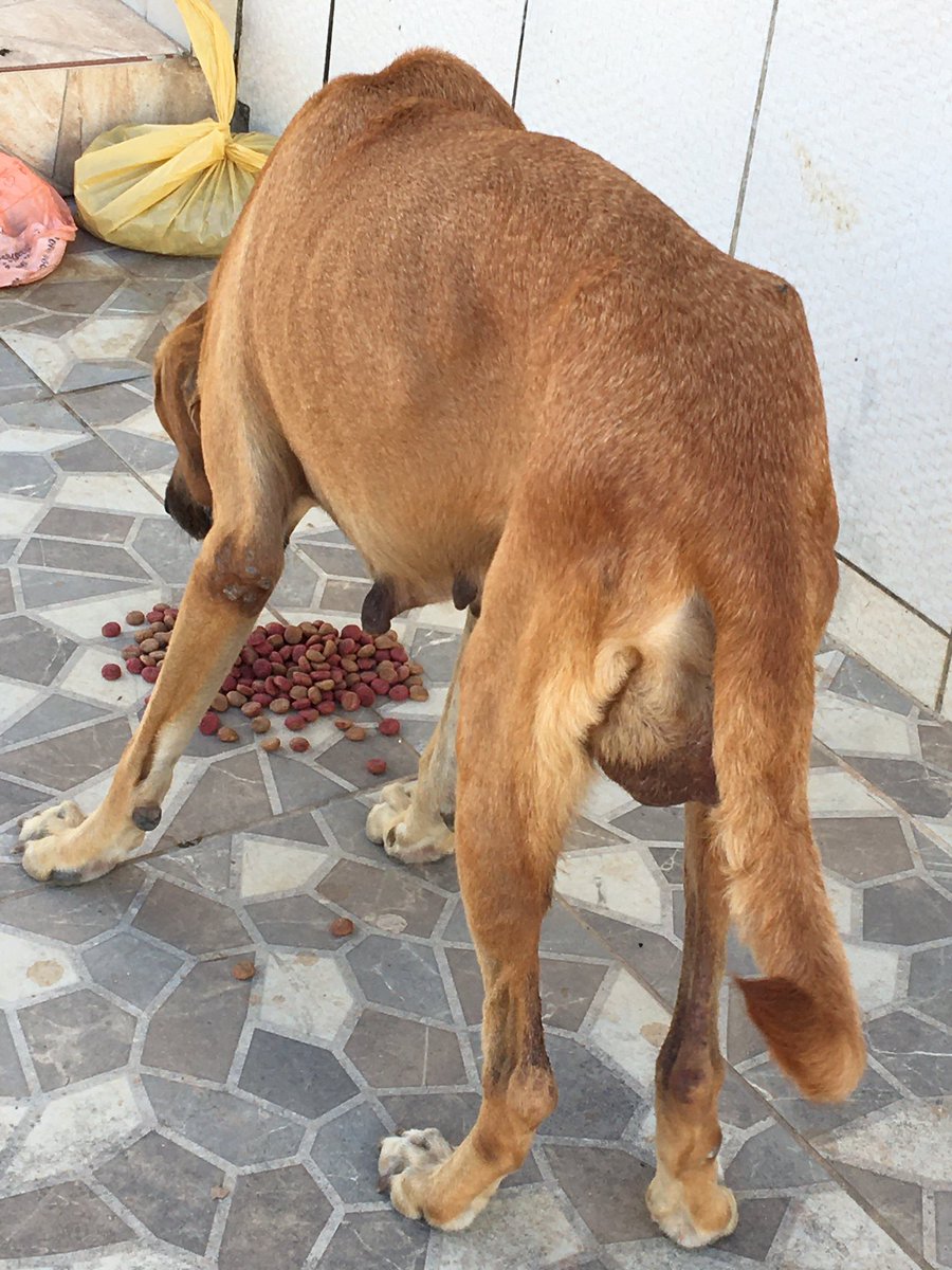 miauajudarl's tweet image. GENTE POR FAVOR ME AJUDEM 😭😭 

Essa cachorrinha voltou pra cá, alimentei ela e consegui ver melhor e tirar foto dos machucados dela. Ela tá com um machucado aberto, sangrando. Eu preciso de ajuda pra poder levar ela num veterinário, por favor, qualquer quantia vai ajudar