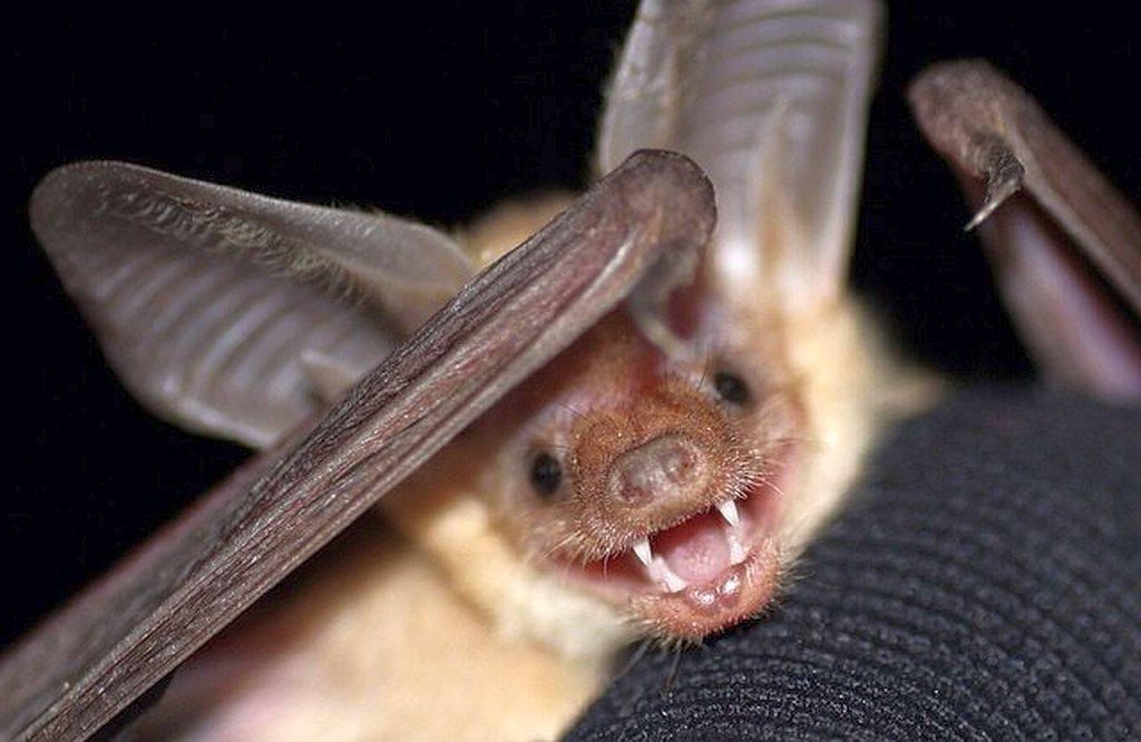 USFWS's tweet photo. Pallid bats use use their keen hearing to listen in on their prey's footsteps which include scorpions, centipedes, crickets, rodents &amp; more. Since scorpions glow under black light, so does Pallid bat guano (poop) because they often contain scorpion exoskeletons.

📷USFWS #BatWeek https://t.co/O4zTpvJBmP