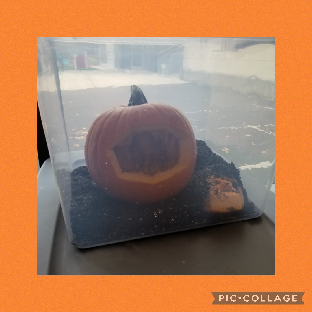 liskaybee's tweet photo. Inspired by the book, Pumpkin Jack, today we started our Pumpkin Throughout the Year #STEM project! @WHSTEMAcademy Students observed and recorded the parts of the pumpkin. Theoughout the year we will observe and record the pumpkin as it goes thru its #lifecycle https://t.co/EabXfKTHEF
