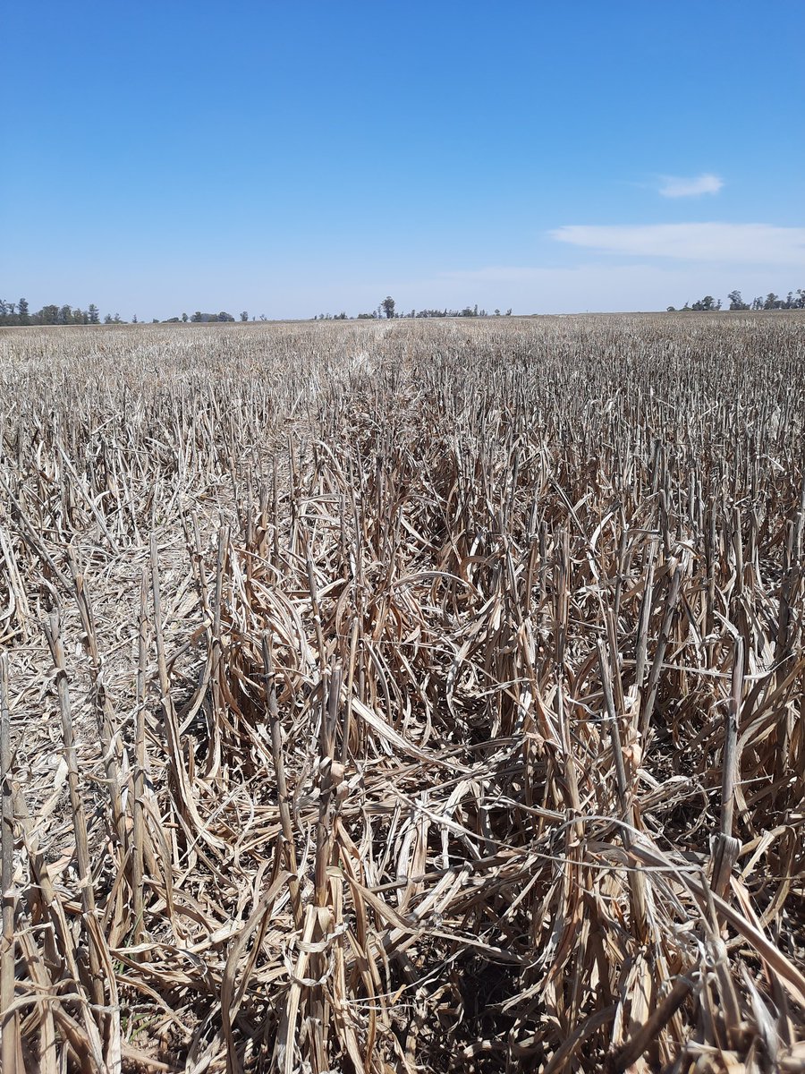 Ivandpueyo's tweet photo. #FotosDeClientesDekalb ®️
 🌽 DK 72-72VT3P con planteo de alta acompañado c/ #Adengo #Guardian y #DecisFlow
Resistiendo al calor y falta de agua!
Zona #BlaquierBsAs 1️⃣0️⃣
3 y 4 foto: Sorgo haciendo lo suyo 🙌 Suelos en 2017>Inundados #Recuperación
@DekalbArgentina @Bayer4CropsAR https://t.co/zSw2kEEBCB