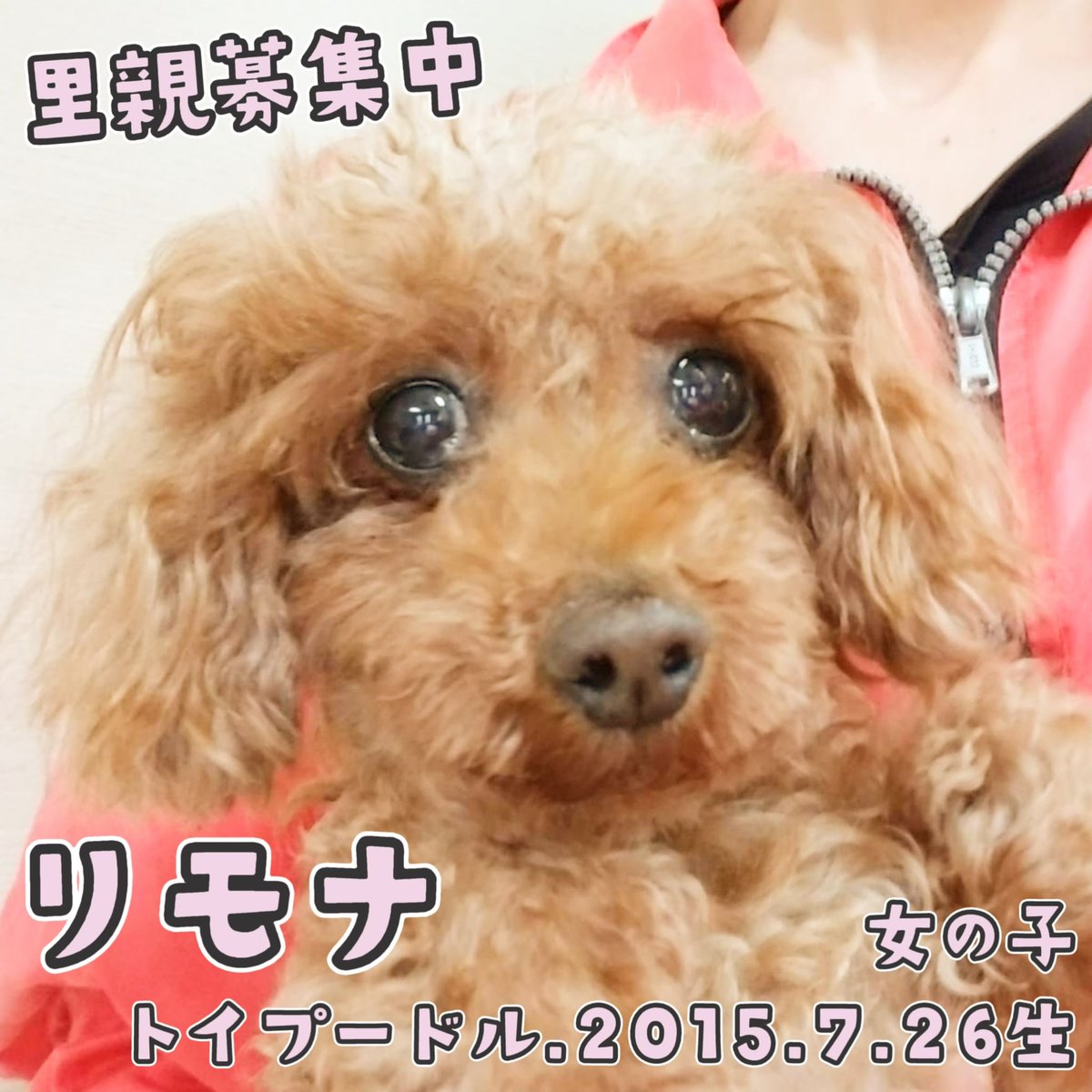 Top Tweets For 里親募集型カフェ Twstalker Top Tweets For 里親募集型カフェ Twstalker