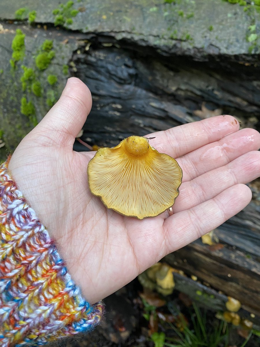 polyporesandmo1's tweet photo. Late oysters https://t.co/KF0BFf5Tuf