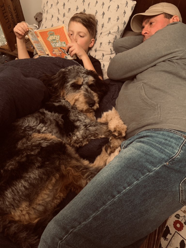 koylestewart's tweet photo. There is nothing better than bedtime stories. Time can stop right now. #bedtimestories #bernadoodle #familytime https://t.co/5x23o1qOkg