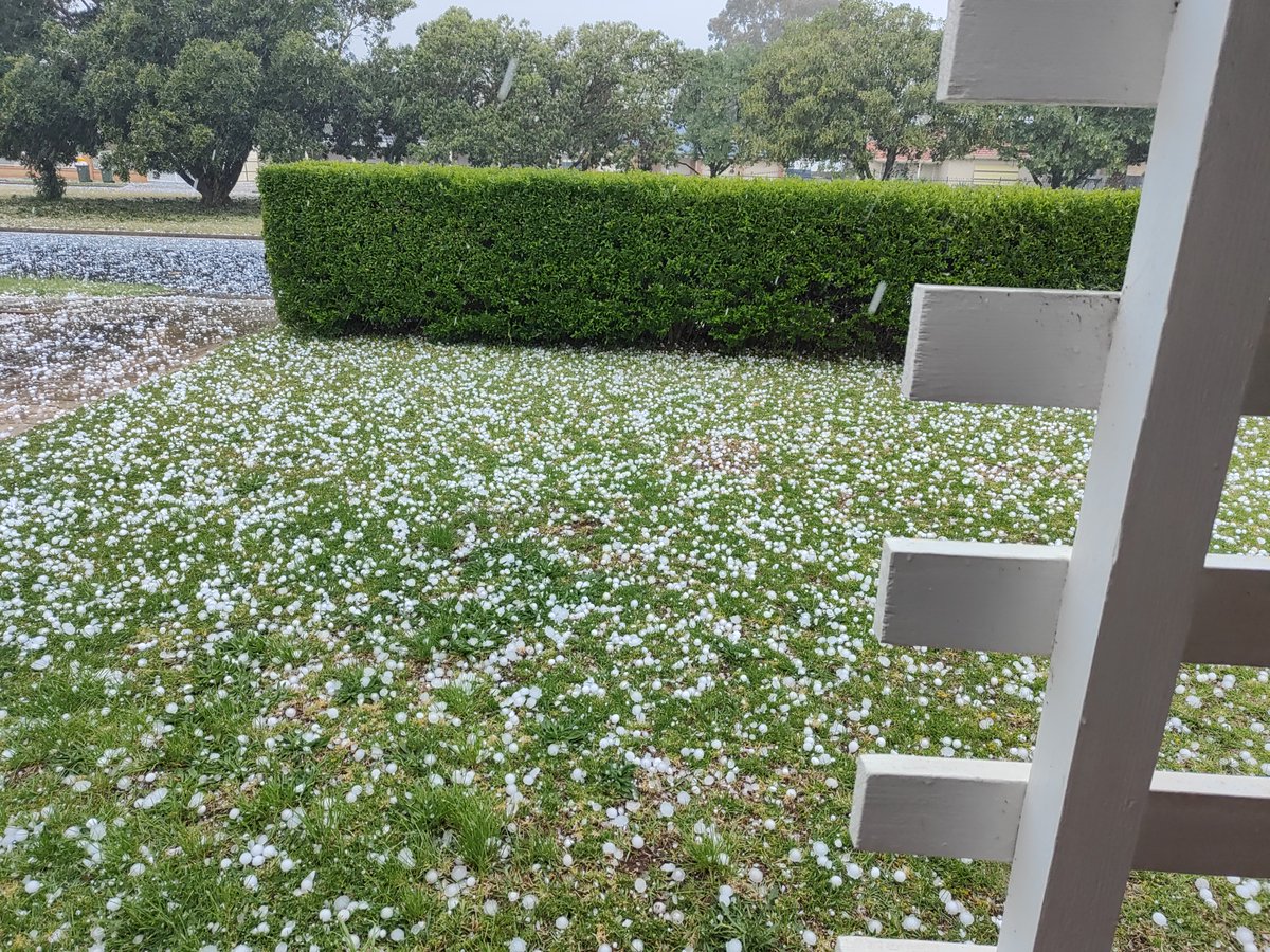 homoace's tweet photo. Just a small amount of golf ball sized hail stones blanketing my front lawn #sa #hail #Adelaide https://t.co/tq7Ho9YATN