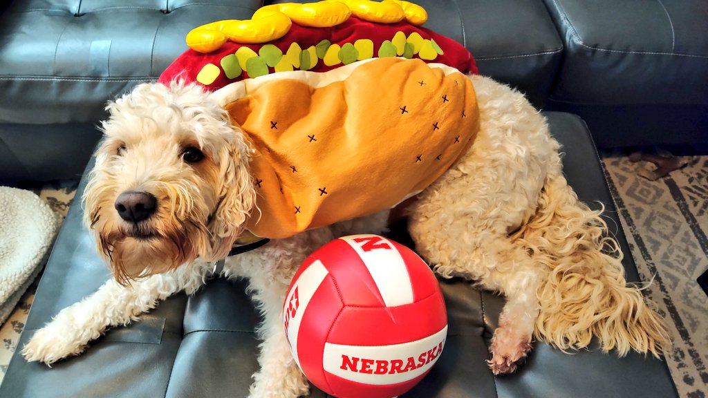 Got any Husker Dogs for your #B1GBlockParty? 🌭🐕🏐🐾😂
Go #Huskers beat Wisconsin!
#GBR #dogsoftwitter